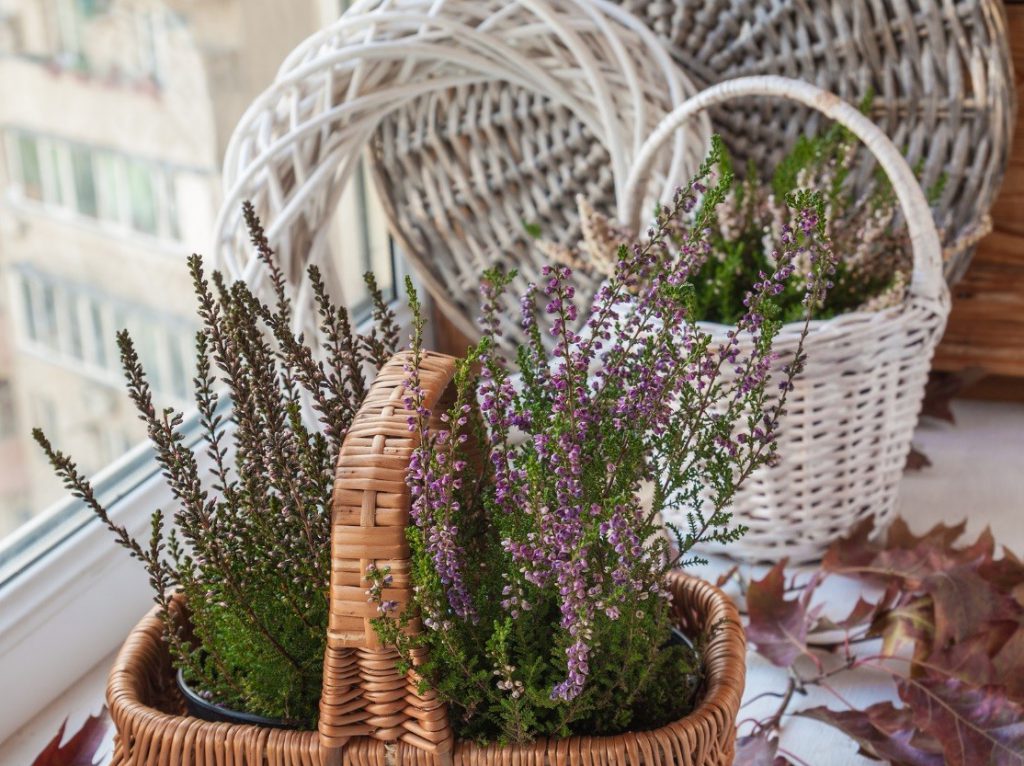 pihasuunnittelu_kasvit